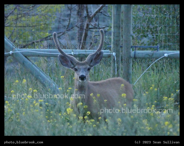 Deer by the Fence - Corvallis MT