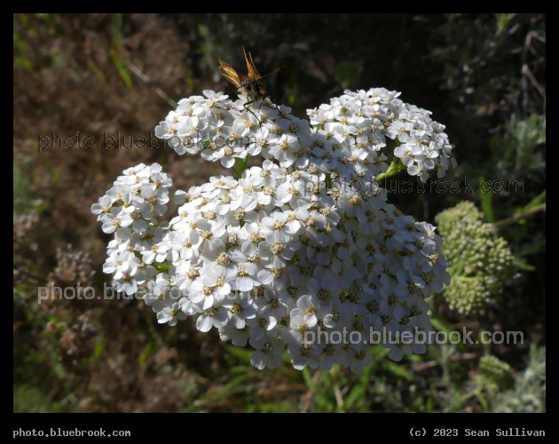 Alight on White Flowers - Corvallis MT