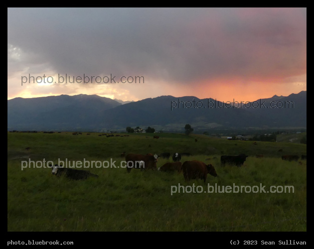 Cows at Dusk - Corvallis MT
