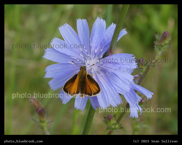 Chicory and Butterfly - Corvallis MT