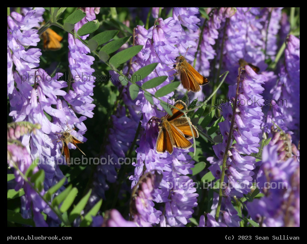Purple Flowers with Butterflies - Corvallis MT