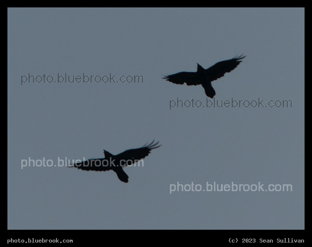 Two Birds Aloft - Corvallis MT