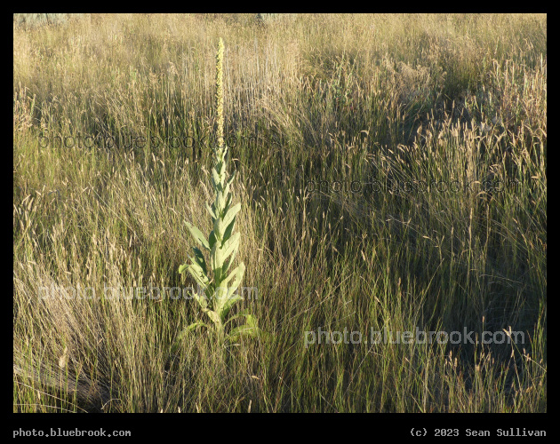Mullein in the Grasses - Corvallis MT