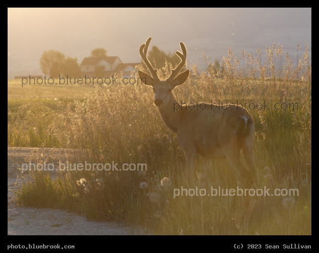 Deer in Golden Light - Corvallis MT