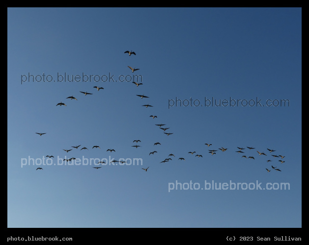 Geese in a Blue Sky - Corvallis MT