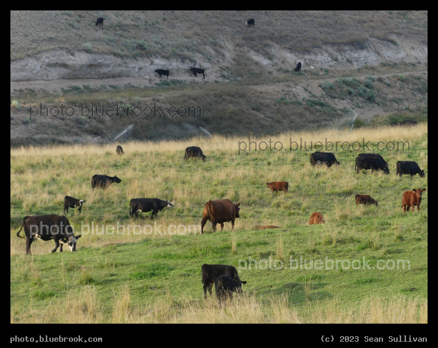 Hillside of Cows - Corvallis MT