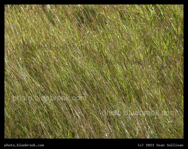 Sunlit Grasses in the Rain - Corvallis MT