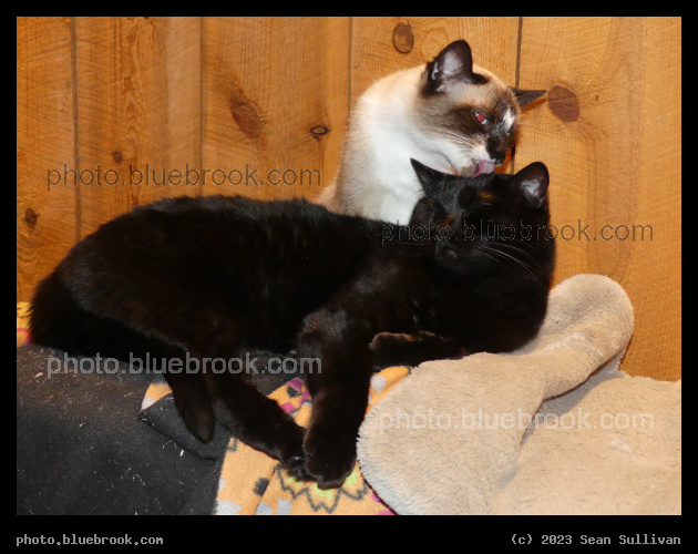 Cozy Cats II - Nunki and Maia, Corvallis MT