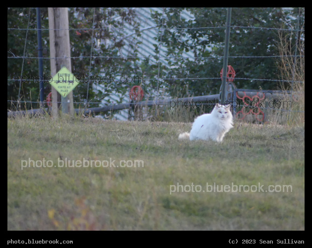 Cat in a Field - Corvallis MT