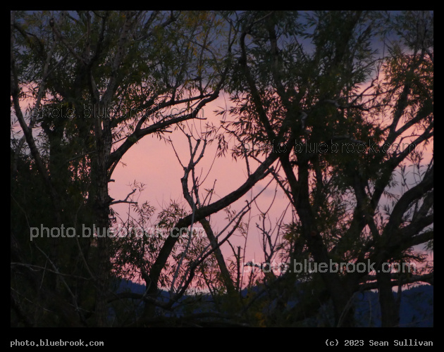 Pink Sky through Trees - Corvallis MT
