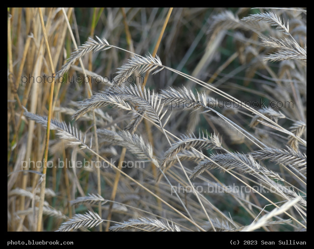 Leaning October Grasses - Corvallis MT