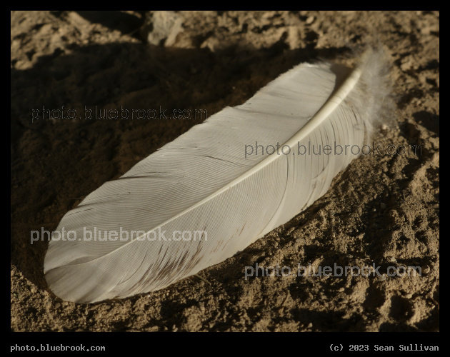 Sunlit Feather - Corvallis MT