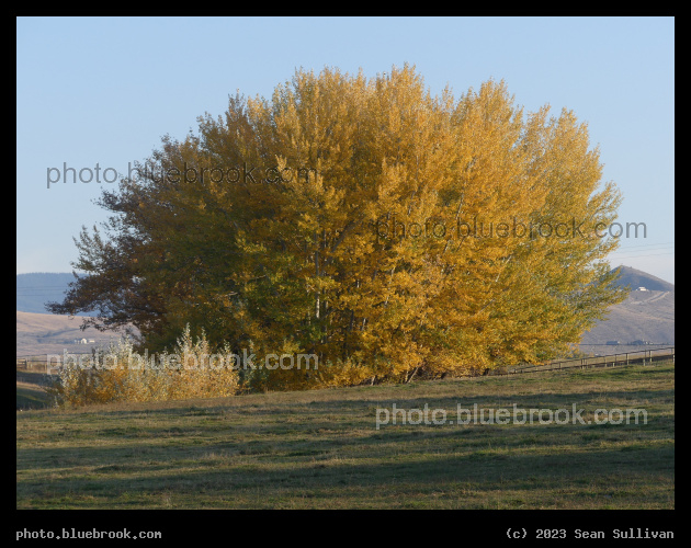 Autumn Trees in Pasture - Corvallis MT