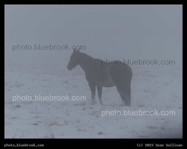 Horse in the Snow - Corvallis MT