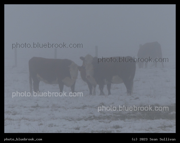 Cows in the Snow - Corvallis MT