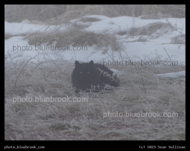 Black Cat in the Snow - Corvallis MT