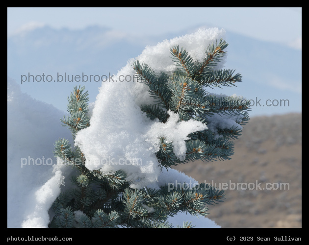 Tree Hugged by Snow - Corvallis MT