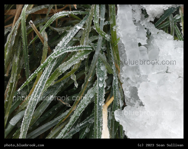 Green Grass and Ice - Corvallis MT