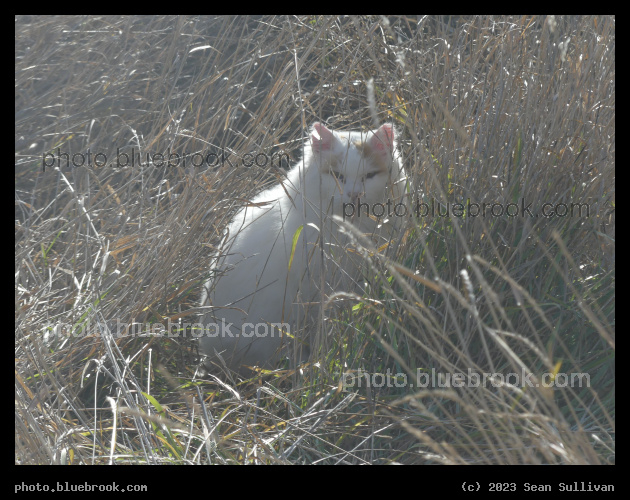 Cat in November Grasses - Corvallis MT