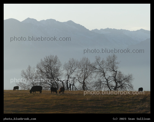 Cows, Trees and Mountains - Corvallis MT