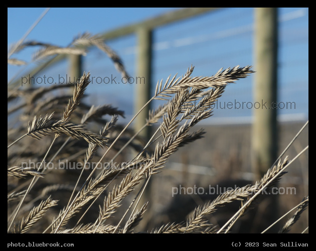 Fenceside Grass Seeds - Corvallis MT
