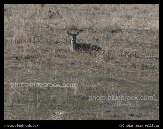 Resting Deer - Corvallis MT