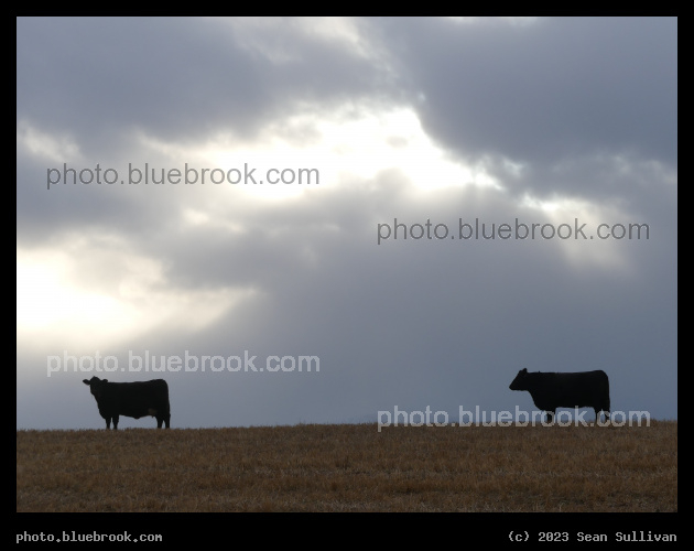 Two Cows - Corvallis MT
