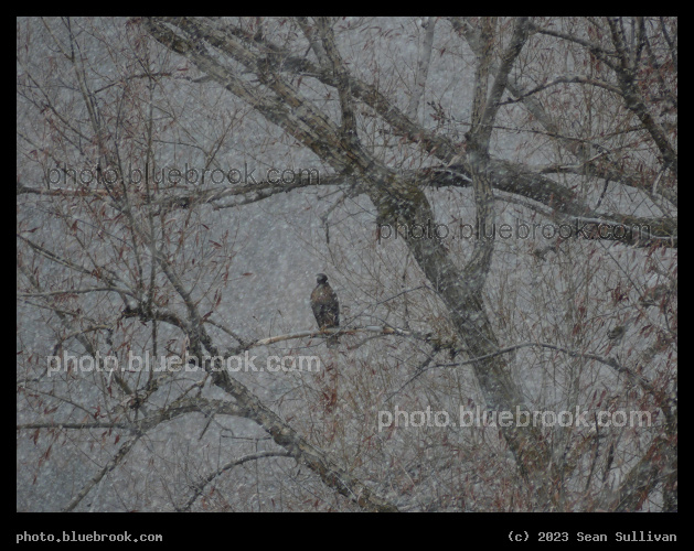 Bird in a Snowfall - Corvallis MT