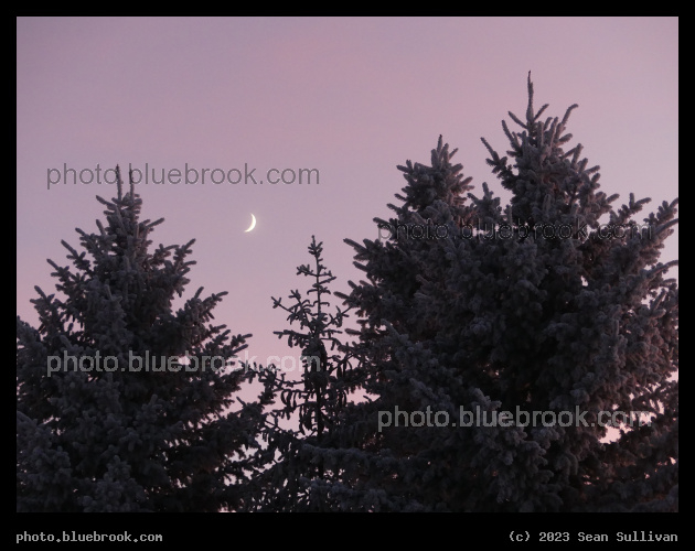 Moon and Trees with a Pink Sky - Corvallis MT