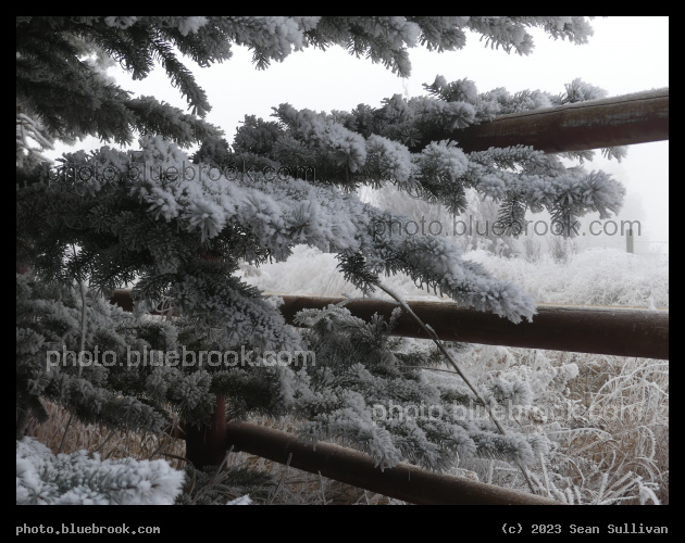 Winter Evergreen and Fence - Corvallis MT