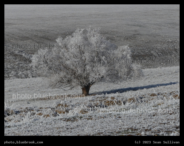 Icy Tree in a Winter Expanse - Corvallis MT