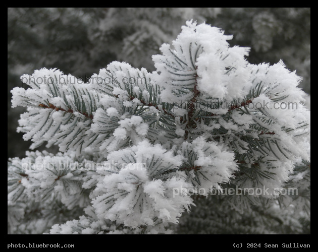 Frost on the Needles - Corvallis MT
