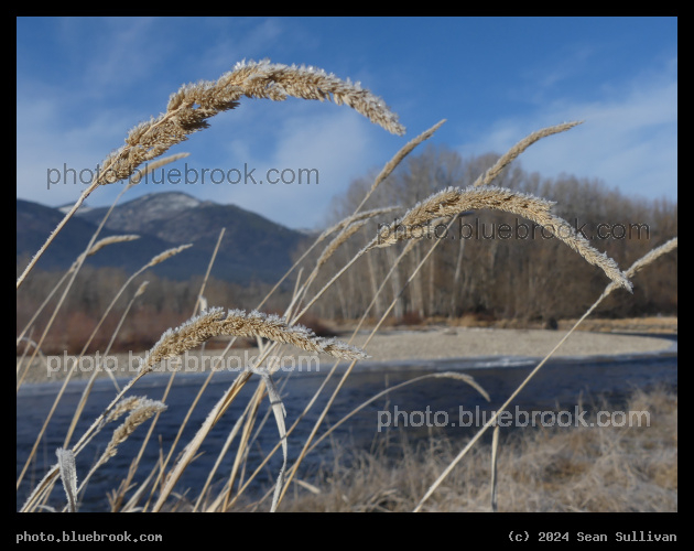 Curving Frosted Seedheads - Skalkaho Bend Park, Hamilton MT