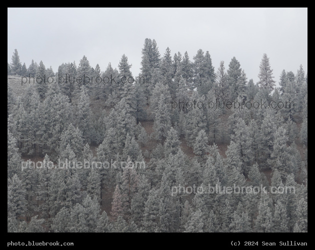 Frosted Hillside Forest - Lolo MT