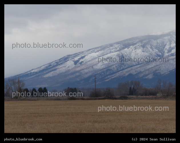 Across a January Field - Corvallis MT