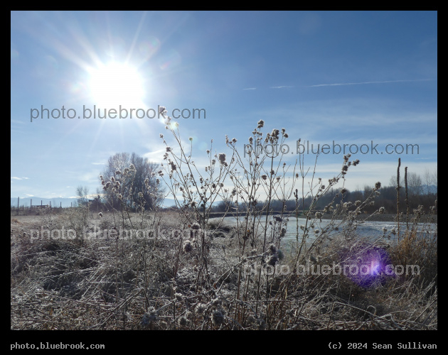 Frozen Winter Botanicals - Skalkaho Bend Park, Hamilton MT