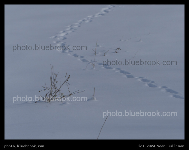 Tracks in the Snow - Corvallis MT
