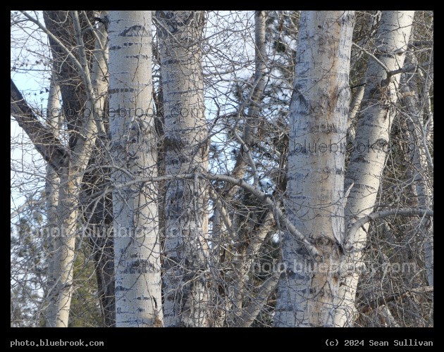 Tree Trunks in Winter - Victor MT