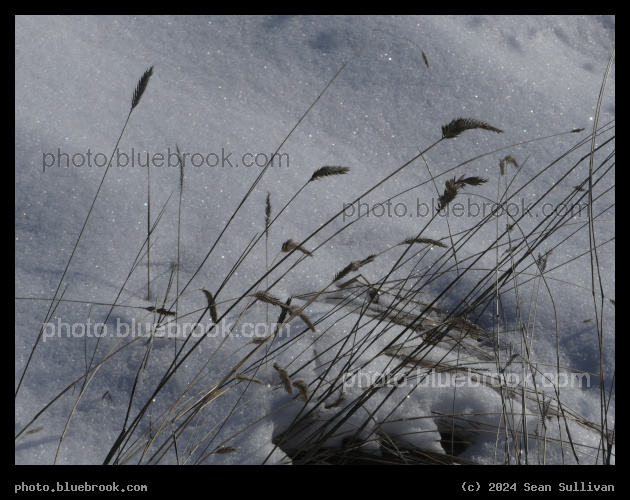 Winter Snow and Autumn Grasses - Corvallis MT