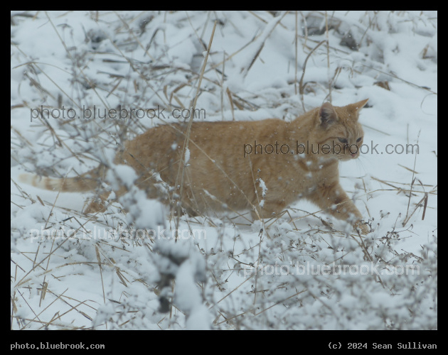 Orange Cat in the Snow - Corvallis MT