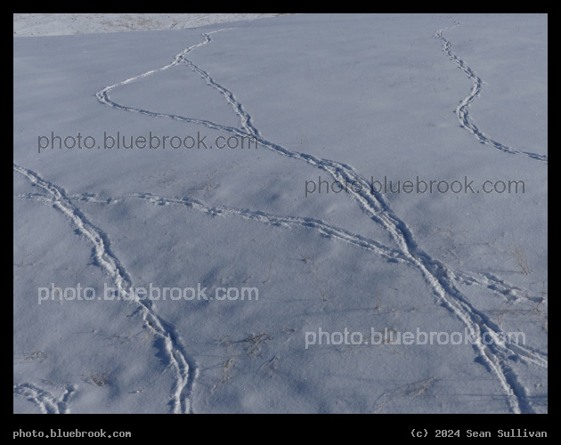 Tracks on Snowy Hills - Corvallis MT