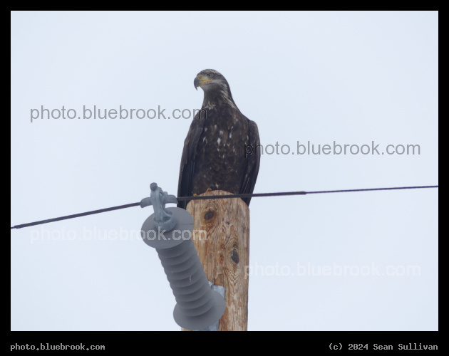 Bird on a Pole - Corvallis MT