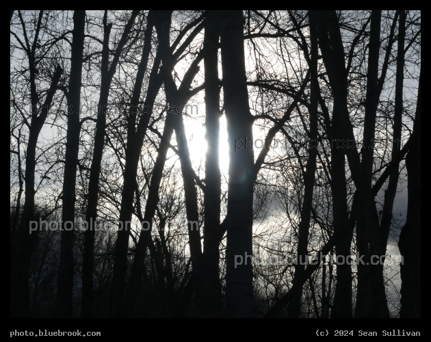 Sun behind Trees - Victor MT