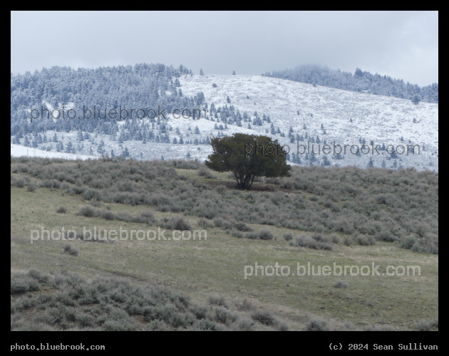 Winter and Spring - Corvallis MT