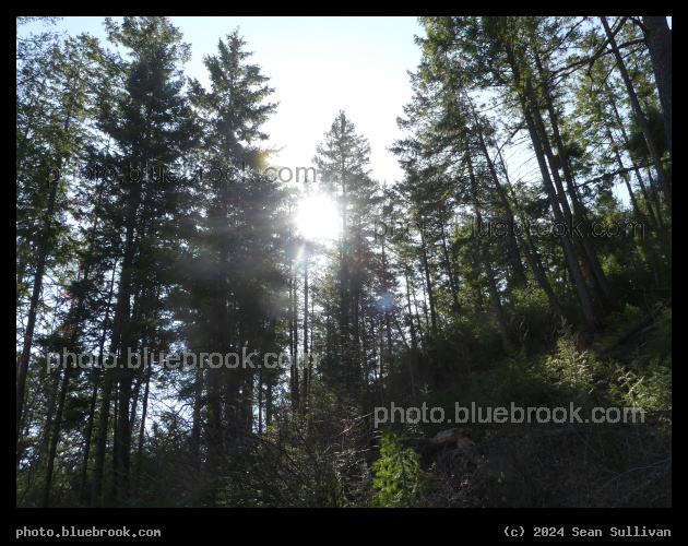 Sun and Evergreen Forest - Mill Creek Trail, Hamilton MT