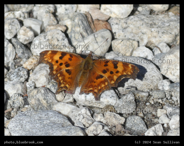 Butterfly on Rocks - Mill Creek Trail, Hamilton MT