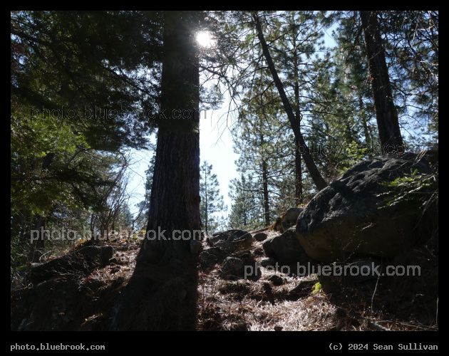 Towering Pines - Mill Creek Trail, Hamilton MT