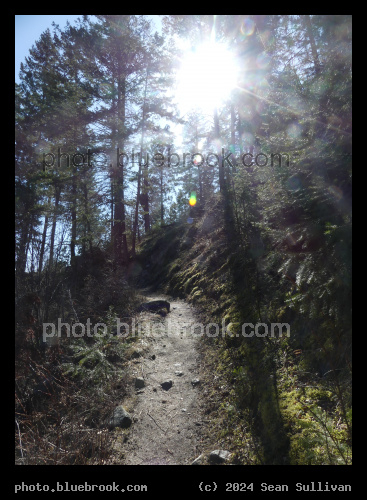 Sunlit Trail - Mill Creek Trail, Hamilton MT