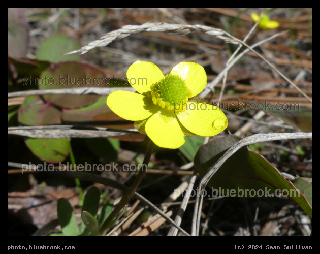 Yellow Spring Flowers - Mill Creek Trail, Hamilton MT