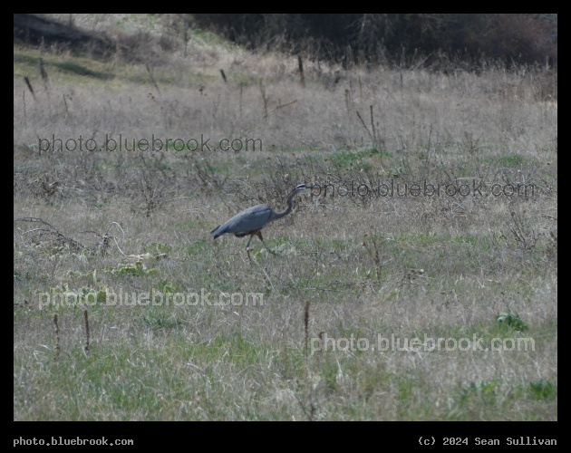 Heron Walk - Missoula MT